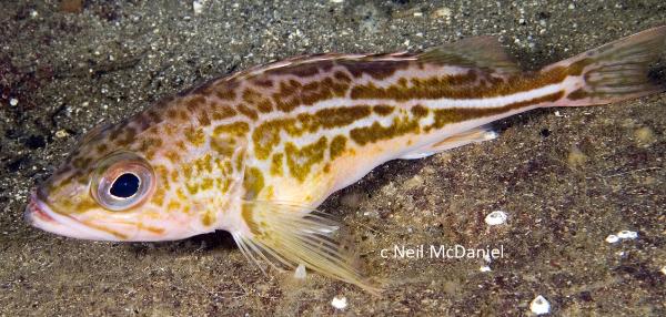 Photo of Sebastes elongatus by <a href="http://www.seastarsofthepacificnorthwest.info/">Neil McDaniel</a>